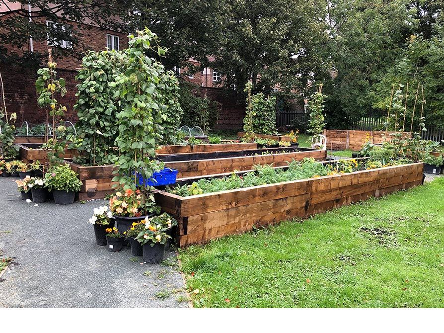The organic vegetable garden at Newcastle West End Foodbank