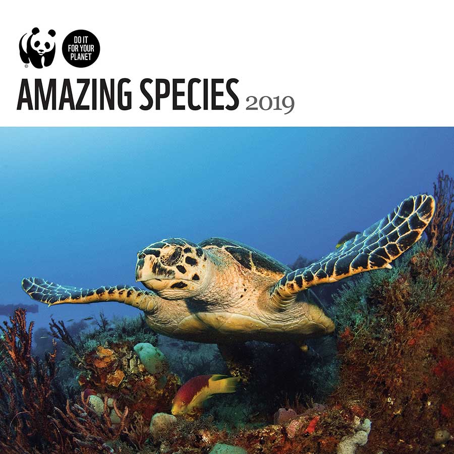 WWF Amazing Species 2019 Wall Calendar WWF