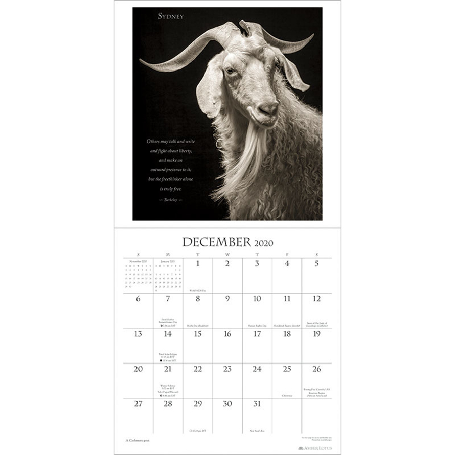 I Am Goat 2020 Wall Calendar Amber Lotus