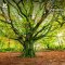 National Trust 'Seasons' 2026 Wall Calendar