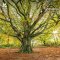 National Trust 'Seasons' 2027 Wall Calendar