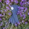 Slate Plant Labels - Set of 4