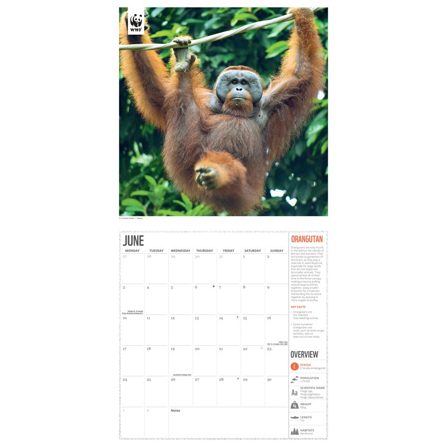 WWF Amazing Wildlife 2024 Wall Calendar WWF