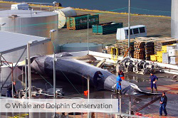 Whaling - image credit WDC